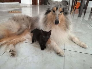 Rough Collie Melon - Collie Dog