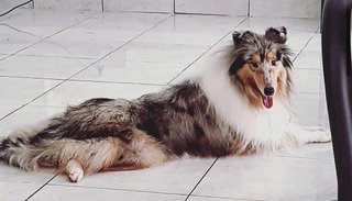 Rough Collie Melon - Collie Dog