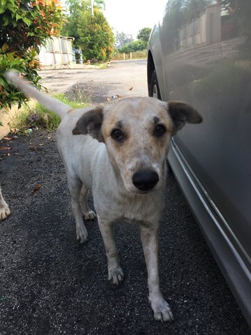 Mixed Breed Puppy For Adoption image