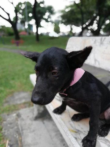 Black Girl ( Adopted ) - Mixed Breed Dog