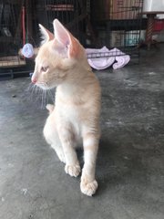 Little Cutie With Cute Pink Paws - Domestic Medium Hair Cat