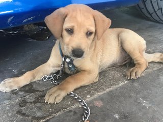 Teddy Tbone - Hound Mix Dog