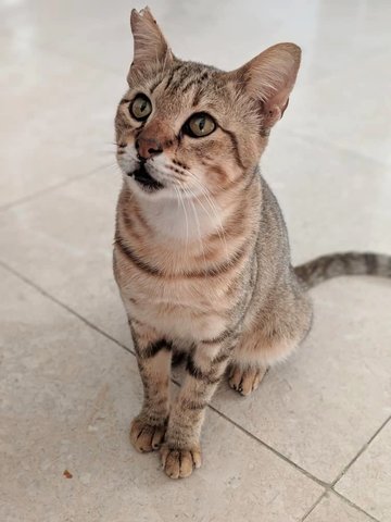 Bram - Domestic Short Hair + Bengal Cat