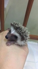 Hedgehog Baby - Hedgehog Small & Furry