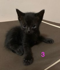 Mini Black Panthers - Bombay Cat