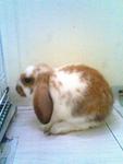 Meigi - Holland Lop Rabbit