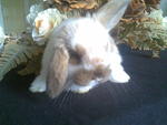 Meigi - Holland Lop Rabbit