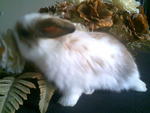 Meigi - Holland Lop Rabbit