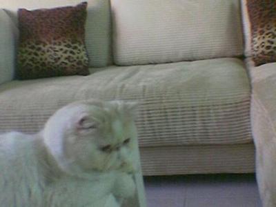 Persian Cat Owneru0027s Pet - 2 Years, Adam from Petaling Jaya 