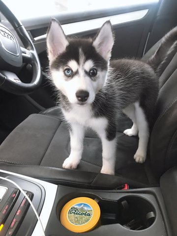 Tang Tang - Siberian Husky Dog