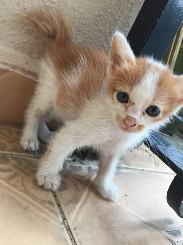 Kittens  - Singapura Cat