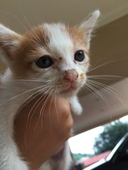 Kitten 1 Face