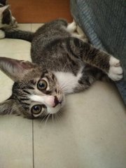 Stocking Grey Kitten - Domestic Medium Hair Cat
