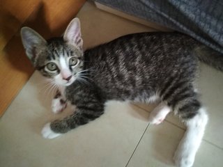 Stocking Grey Kitten - Domestic Medium Hair Cat