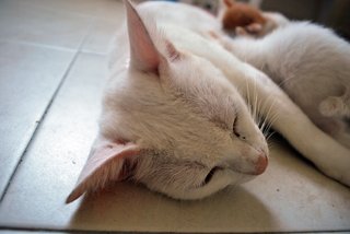 I love hearing her purrs while she nurses her babies!