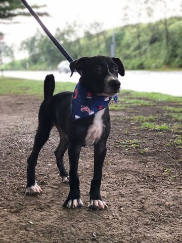 Ben - Mixed Breed Dog