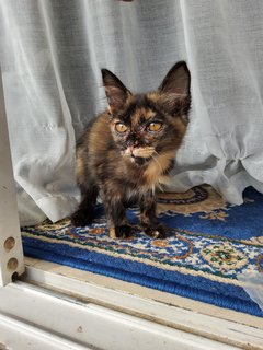 Cumot - Domestic Medium Hair Cat