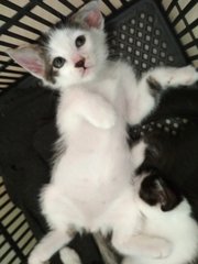 Male Kitten - Domestic Medium Hair Cat