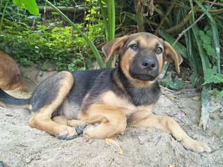 P2 - Mixed Breed Dog