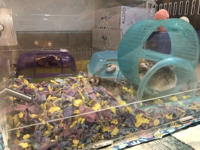 Roborovski Hamster - Roborovsky's Hamster Hamster