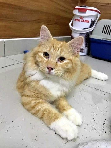 Tuyen - Norwegian Forest Cat + Domestic Long Hair Cat