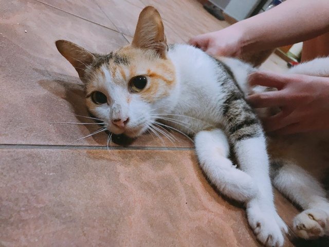 Pennyworth (Penny) - Domestic Short Hair + Calico Cat