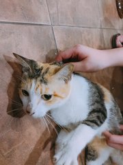 Pennyworth (Penny) - Domestic Short Hair + Calico Cat