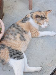 Pennyworth (Penny) - Domestic Short Hair + Calico Cat