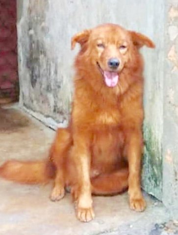 Golden - Golden Retriever Mix Dog