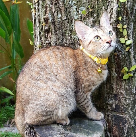 Kiara &quot;The Shy Girl&quot; - Burmese + Siamese Cat