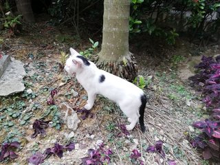 Spotty - Domestic Short Hair Cat