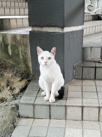 Spotty - Domestic Short Hair Cat