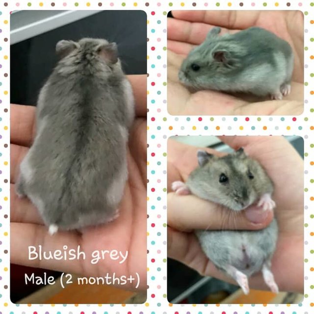 short-dwarf-hamster-baby-hamsters-adopted-4-years-1-month-baby