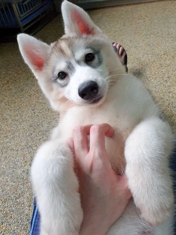 Husky Puppy For Adoption - Siberian Husky Dog