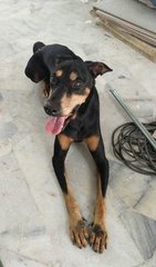 Doberman Found At Ss18 - Doberman Pinscher Dog