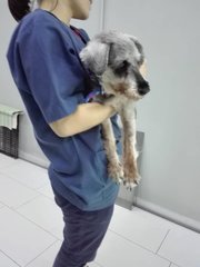 Henry - Schnauzer Dog