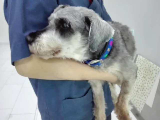 Schnauzer Dog For Adoption - 9 Years 4 Months, Henry from ...