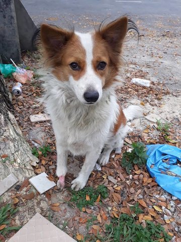 Border Collie Mix Dog For Adoption - 1 Year 4 Months 