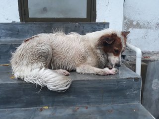 Sadie  - Border Collie Mix Dog