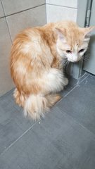 PF92998 - Turkish Van Cat