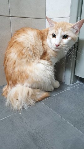 PF92998 - Turkish Van Cat