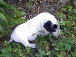 Oreo And Nono - Dalmatian Mix Dog