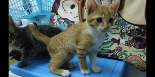 Orange - Domestic Short Hair Cat