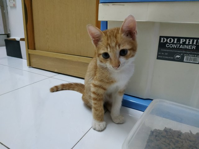 Orange - Domestic Short Hair Cat