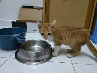 Orange - Domestic Short Hair Cat