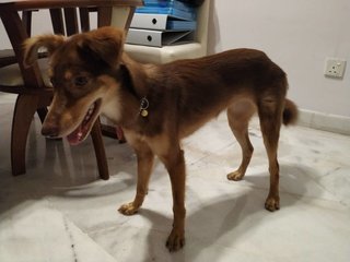 Candy - Mixed Breed Dog