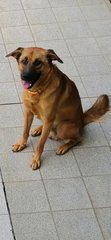 Bosco - Mixed Breed Dog
