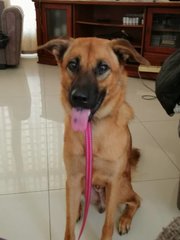 Bosco - Mixed Breed Dog