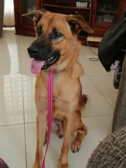 Bosco - Mixed Breed Dog