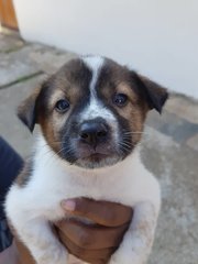 Mulan - Mixed Breed Dog